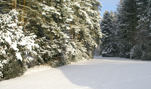 Der Garten