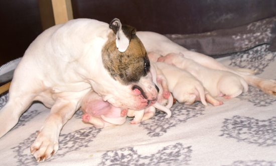 Fafanaki und ihre Familie