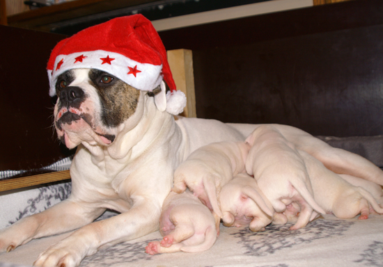 Fafanaki im Weihnachts-Look