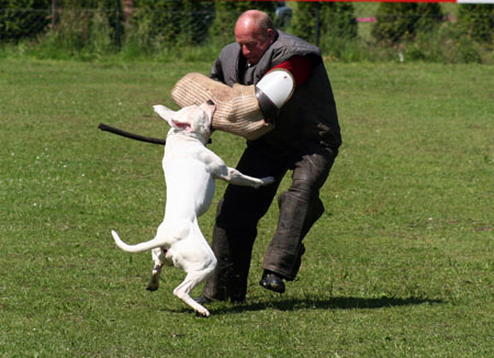 Gr.Ch & WCD Chestnut�s Little Eskimo , SchH III, IPO III, BST II, WP I, AD, TE