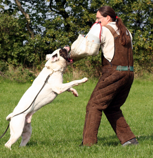 Gr.Ch. Chestnut's Little Dreamcatcher, SchH-II, BST2, IDT3, CGC, TE 