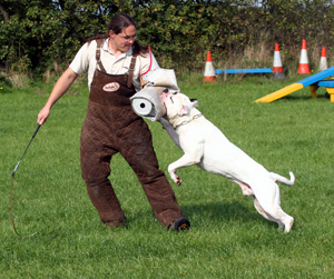 Gr.Ch. Chestnut's Little Dreamcatcher, SchH-II, BST2, IDT3, CGC, TE 