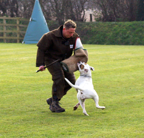 Gr. Ch. Chestnut�s Little Maori of Daily aka , SchH-I, AD, OB I ,CGC