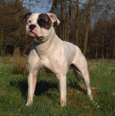 Ch. Chestnut's Little Cherokee of SAB, SchH-III, IPO-3, BST2, IDT3, RHF-B, AD, CGC, TE