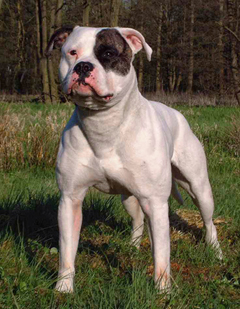 Stud Chestnut�s Little Cherokee HP