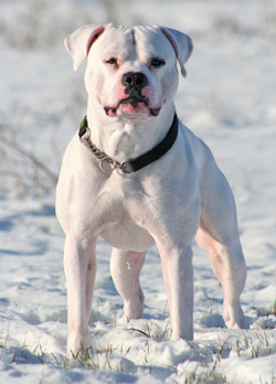 Stud Chestnut�s Little Eskimo  HP