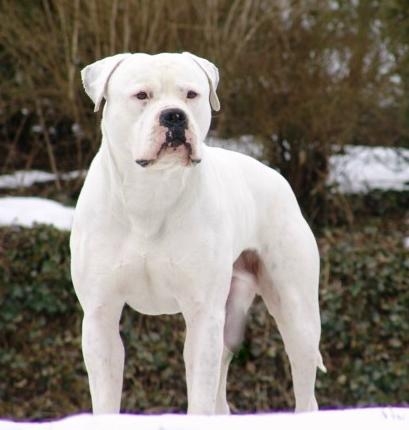 l Snowflake02