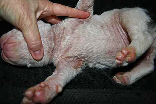 ichthyosis in dogs treatment