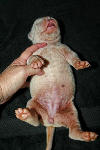 Ichthyosis